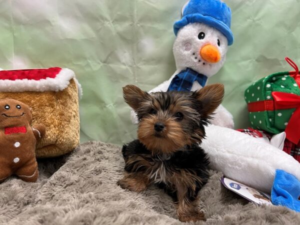 Yorkshire Terrier Dog Male Black / Tan 25923 Petland Las Vegas, Nevada