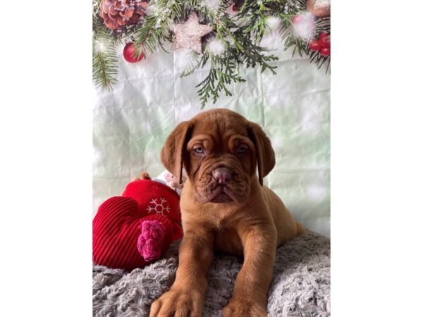 Dogue de Bordeaux Dog Male Red 25965 Petland Las Vegas, Nevada