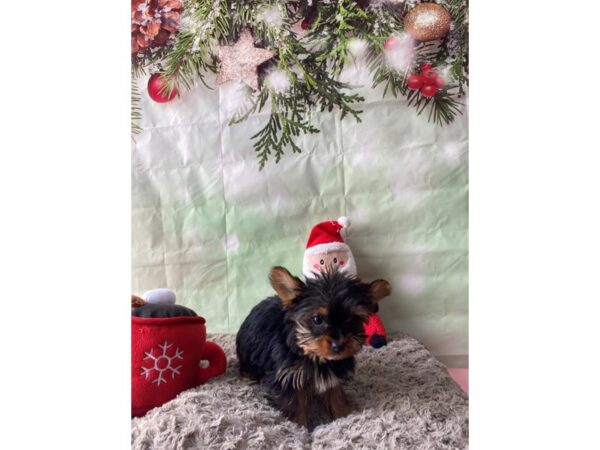 Yorkshire Terrier Dog Female Black / Tan 25976 Petland Las Vegas, Nevada