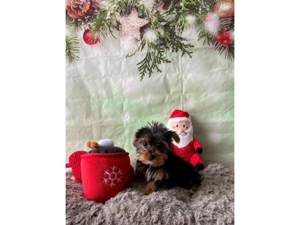 Yorkshire Terrier Dog Female Black / Tan 25975 Petland Las Vegas, Nevada