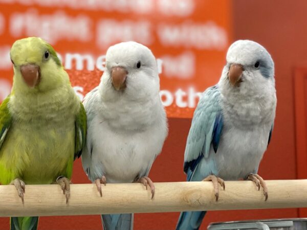 [#23] Quaker Parrot Birds For Sale