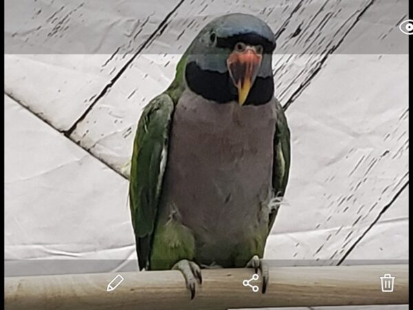 [#23900] Green Male Derbyan Parakeet Birds For Sale