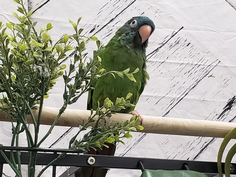 Blue Crowned Conure - 24987 Image #1