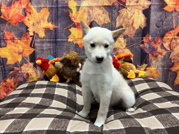 Shiba Inu Dog Male Cream 25729 Petland Las Vegas, Nevada