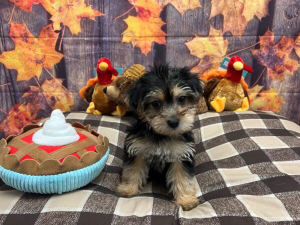 Poodle/Yorkshire Terrier Dog Female Black and Tan 25705 Petland Las Vegas, Nevada