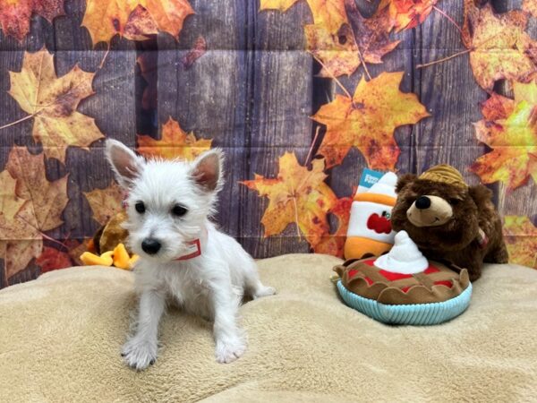 West Highland White Terrier Dog Female White 25761 Petland Las Vegas, Nevada