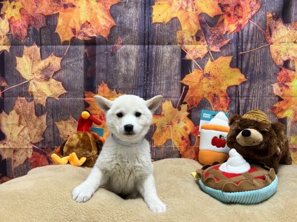 Shiba Inu-Dog-Male-Cream-25777-Petland Las Vegas, Nevada