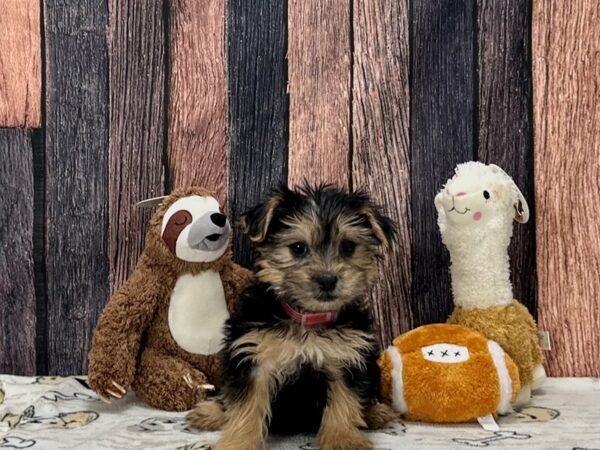 Maltese/Yorkshire Terrier Dog Female Black and Tan 25782 Petland Las Vegas, Nevada