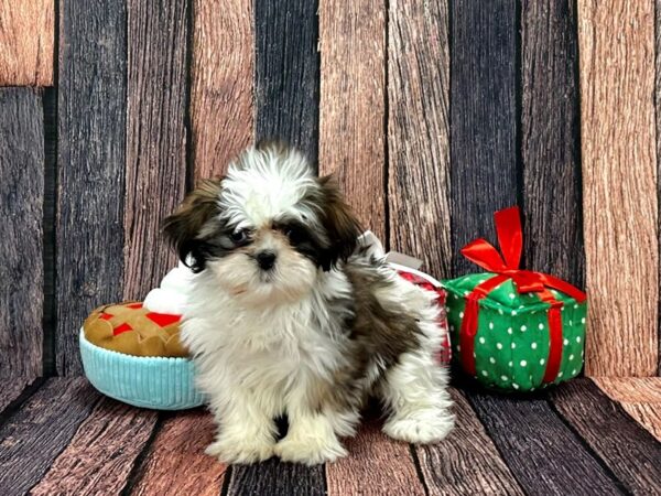 Shih Tzu Dog Female White / Gold 25804 Petland Las Vegas, Nevada