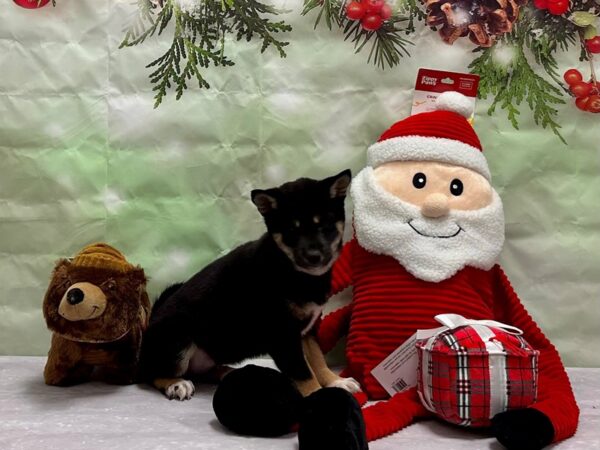 Shiba Inu Dog Female Black and Tan 25822 Petland Las Vegas, Nevada