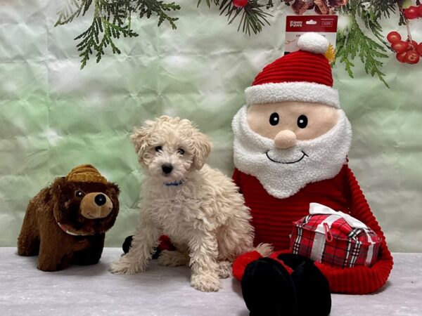 F1B Aussiedoodle Dog Male Brown and White 25814 Petland Las Vegas, Nevada