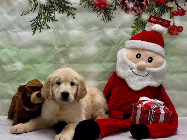 Golden Retriever Dog Female Golden 25856 Petland Las Vegas, Nevada