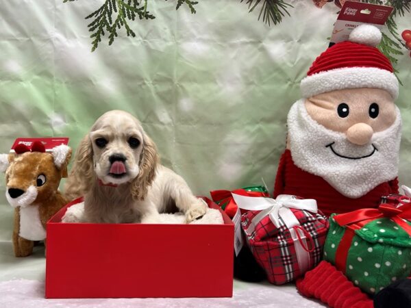 Cocker Spaniel-Dog-Female-Buff-25826-Petland Las Vegas, Nevada