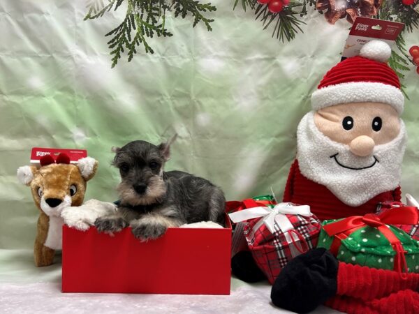 Miniature Schnauzer Dog Male Salt / Pepper 25845 Petland Las Vegas, Nevada