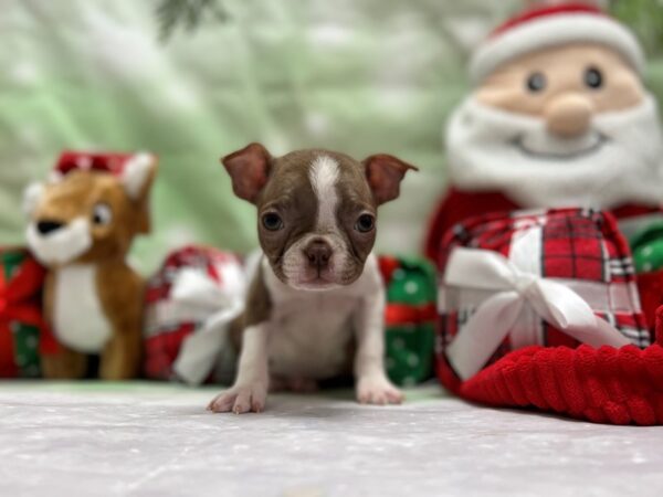 Boston Terrier Dog Female Seal and White 25834 Petland Las Vegas, Nevada