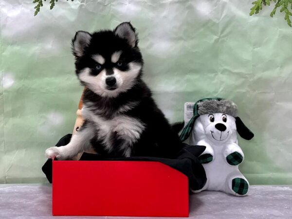 Alaskan Klee Kai Dog Female Black 25893 Petland Las Vegas, Nevada