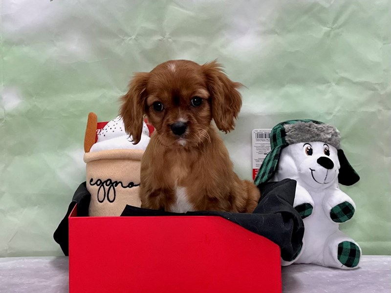 ruby cavalier king charles spaniel stuffed animal