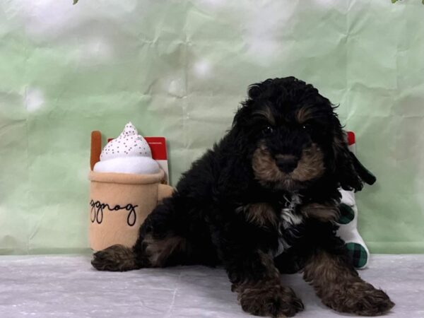 F1b Cockapoo-Dog-Male-Black / Tan-25907-Petland Las Vegas, Nevada