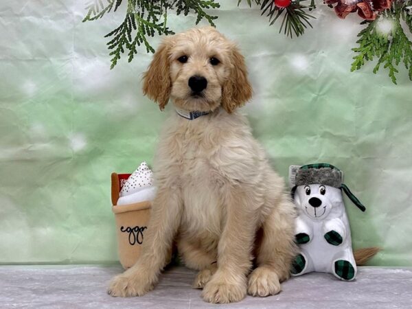 F1B Goldendoodle Dog Male 25912 Petland Las Vegas, Nevada