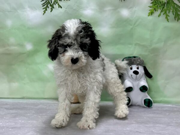 F1B Mini Goldendoodle Dog Female White / Blue Merle 25903 Petland Las Vegas, Nevada