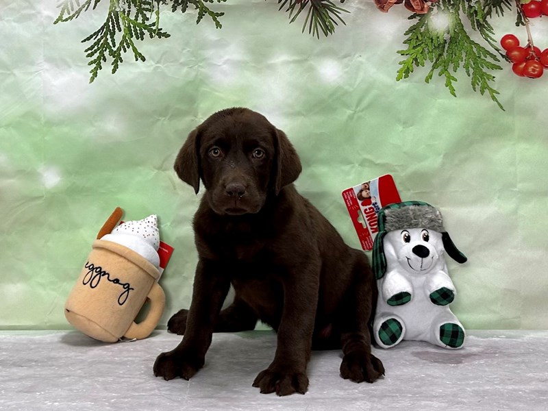 Labrador RetrieverDogFemaleChocolate3921198Petland Las Vegas, Nevada