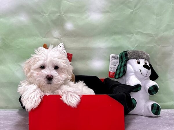 Maltese Dog Male White 25864 Petland Las Vegas, Nevada