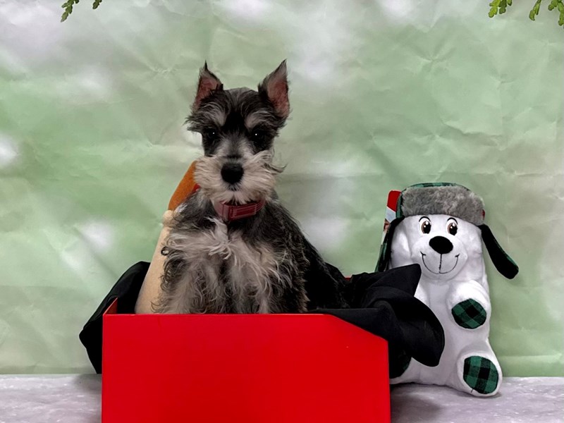 How To Potty Train Mini Schnauzer Free