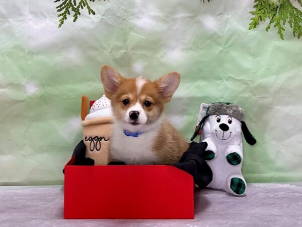 Pembroke Welsh Corgi/Pomeranian-Dog-Male-Red Merle-25900-Petland Las Vegas, Nevada