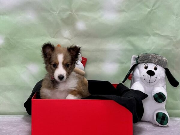 Shetland Sheepdog-Dog-Female-Sable / White-25886-Petland Las Vegas, Nevada