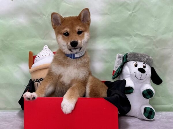 Shiba Inu Dog Male Red 25869 Petland Las Vegas, Nevada