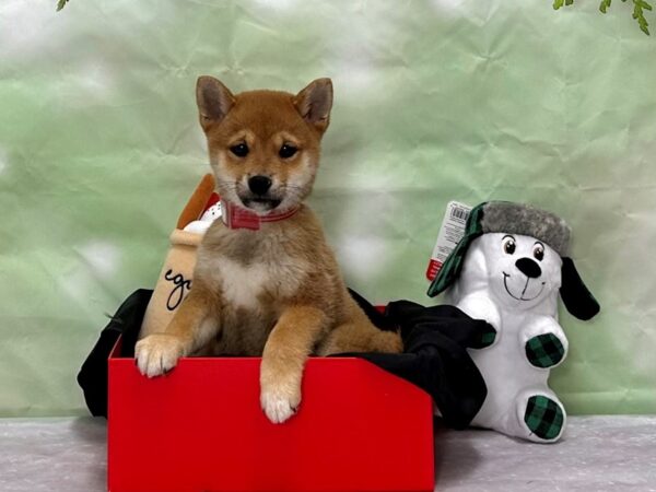 Shiba Inu Dog Female Red Sesame 25870 Petland Las Vegas, Nevada