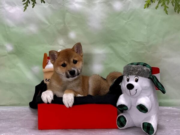 Shiba Inu Dog Male Red Sesame 25908 Petland Las Vegas, Nevada