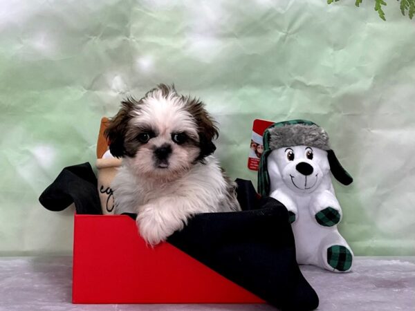 Shih Tzu Dog Male Gold and White 25866 Petland Las Vegas, Nevada