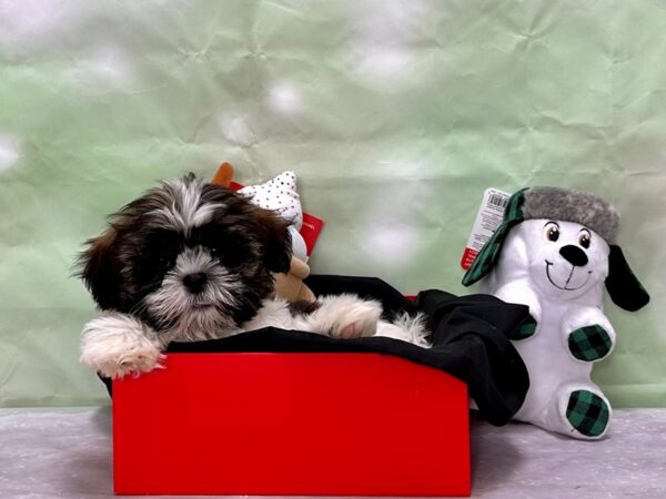 Shih Tzu Dog Female Brindle and White 25865 Petland Las Vegas, Nevada