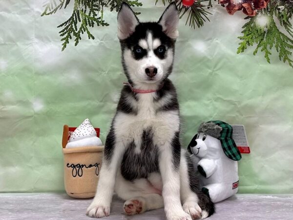 Siberian Husky Dog Female Black and White 25861 Petland Las Vegas, Nevada