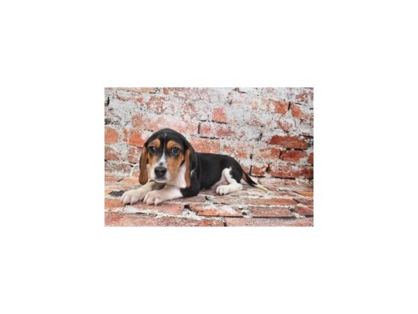 Beagle Dog Male Black White and Tan 25954 Petland Las Vegas, Nevada