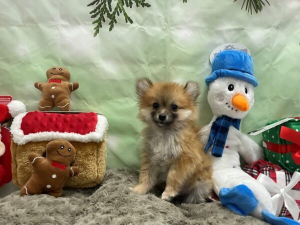 Pomeranian-Dog-Female-Orange Sable-25943-Petland Las Vegas, Nevada