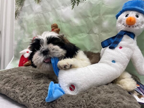 Shih Tzu Dog Male Gold and White 25946 Petland Las Vegas, Nevada