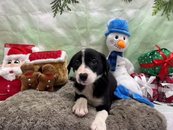 Border Collie Dog Female Black / White 25916 Petland Las Vegas, Nevada