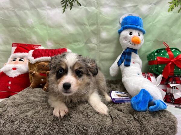 Miniature Australian Shepherd/Toy Australian Shepherd-Dog-Female-Blue Merle / Tan-25913-Petland Las Vegas, Nevada