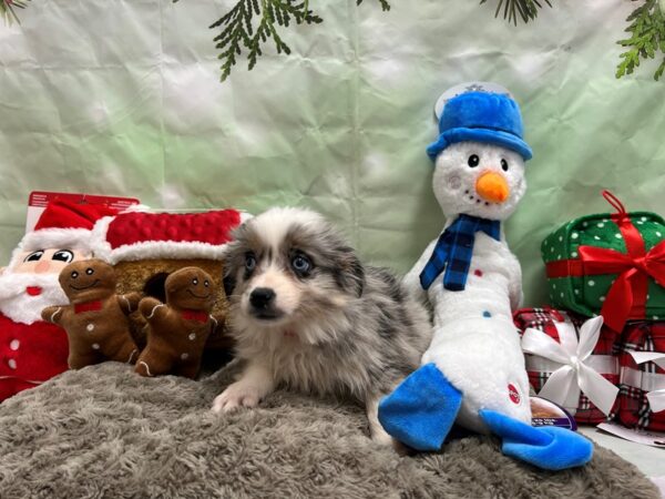 Miniature Australian Shepherd/Toy Australian Shepherd-Dog-Female-Blue Merle / Tan-25914-Petland Las Vegas, Nevada