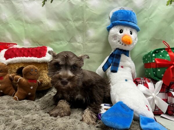 Miniature Schnauzer Dog Male Chocolate / Tan 25922 Petland Las Vegas, Nevada