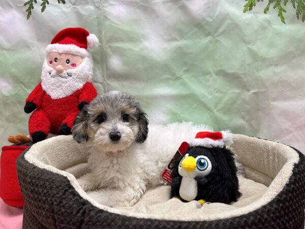 F1B Mini Aussipoo Dog Female Blue Merle 25958 Petland Las Vegas, Nevada