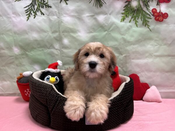 Poodle/Soft Coated Wheaten Terrier Dog Female Wheaten Merle 25927 Petland Las Vegas, Nevada