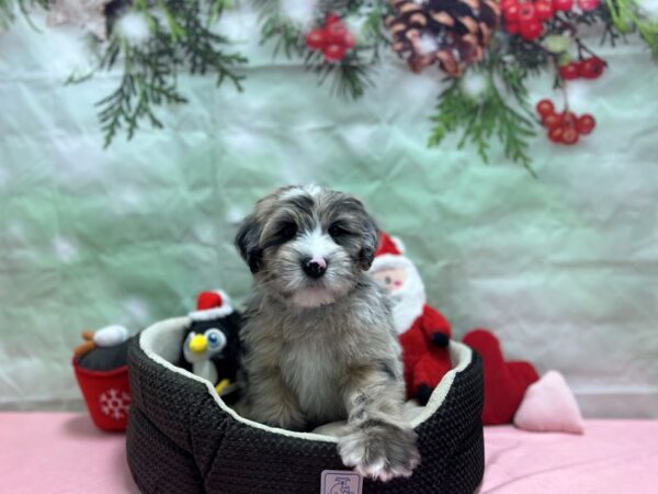 Poodle/Soft Coated Wheaten Terrier Dog Male Purple Merle 25928 Petland Las Vegas, Nevada