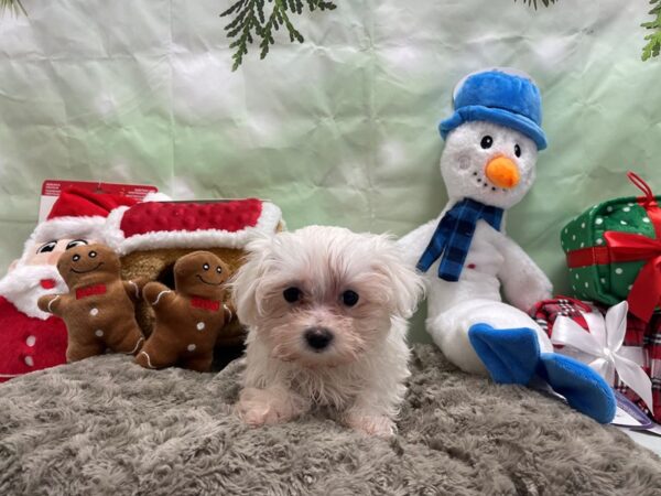 Maltese Dog Female White 25939 Petland Las Vegas, Nevada