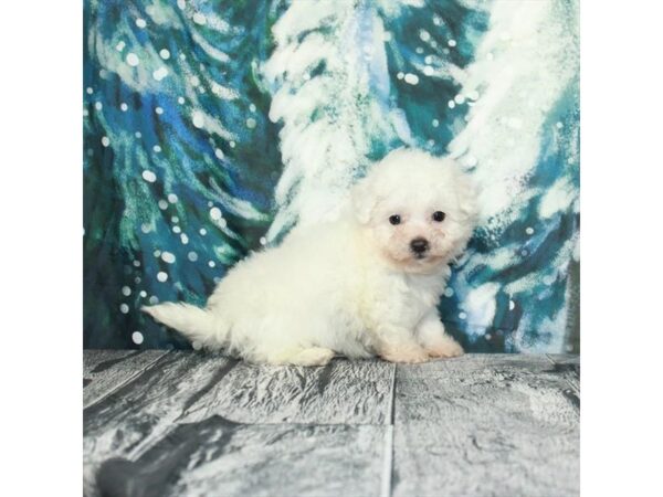 Bichon Frise Dog Male White 25969 Petland Las Vegas, Nevada