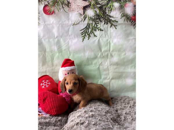 Dachshund Dog Female Red Dapple 25973 Petland Las Vegas, Nevada