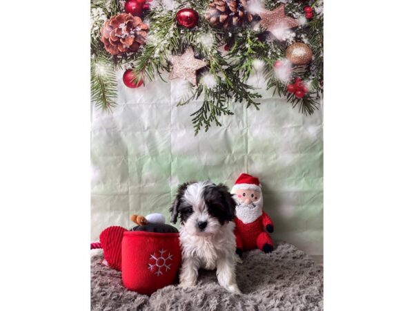 Cavalier King Charles Spaniel/Poodle Dog Female White / Blue Merle 25978 Petland Las Vegas, Nevada