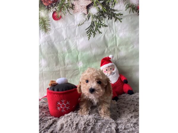 F1b Cavapoo Dog Female Apricot 25966 Petland Las Vegas, Nevada